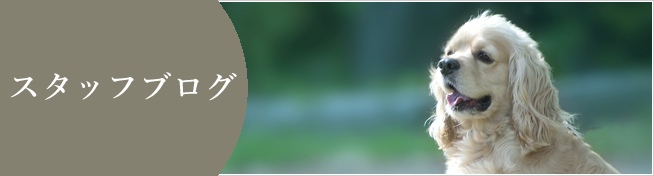 スタッフブログ記事一覧